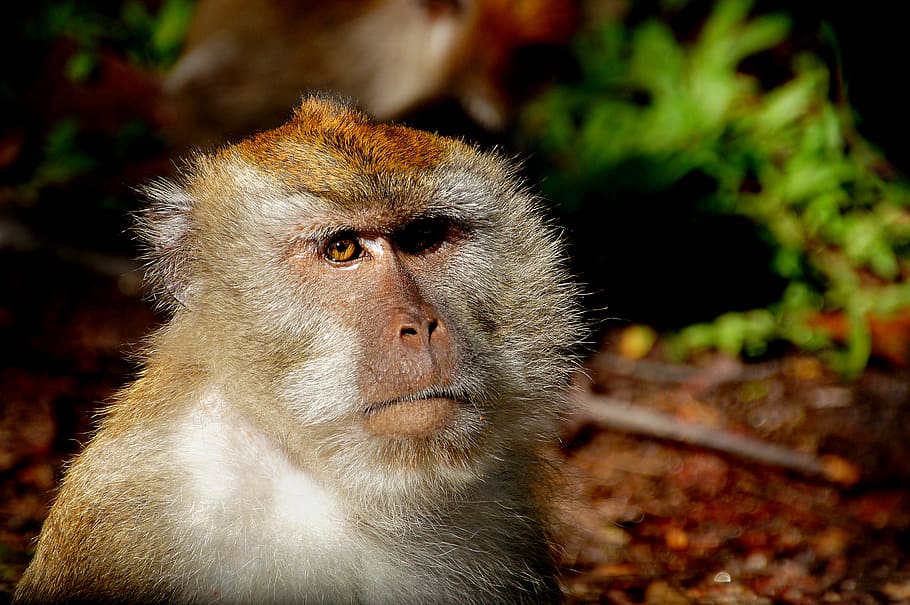 Macaque, Monkey, tilt, shift, lens, animal themes, animal, one animal, primate, animal wildlife