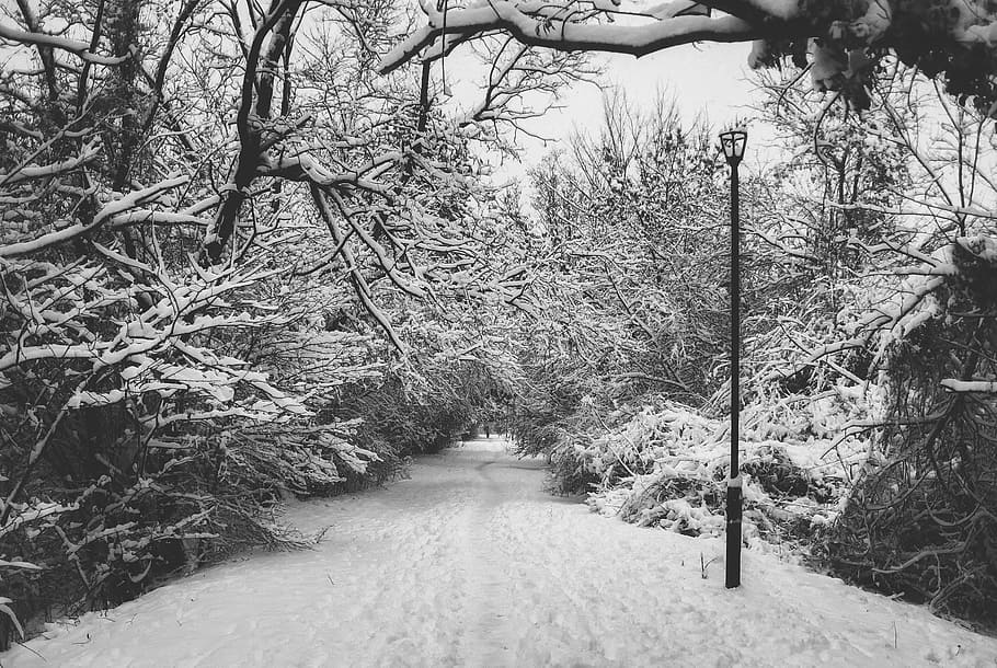 foto en escala de grises, camino, árboles, cubierto, nieve, caminar, invierno, naturaleza, frío, caminando