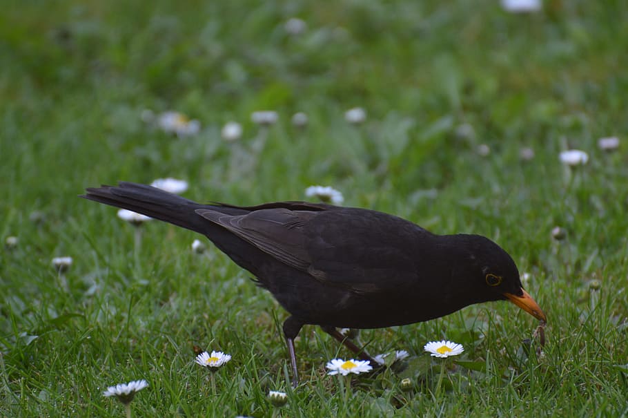 Blackbird, Bird, Earthworm, Eat, Fly, nature, animal, wing, feather, one animal