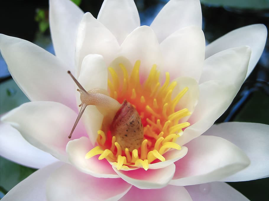water lily, nymphaea, flower, snail, large, pond, pink, garden, summer, bloom