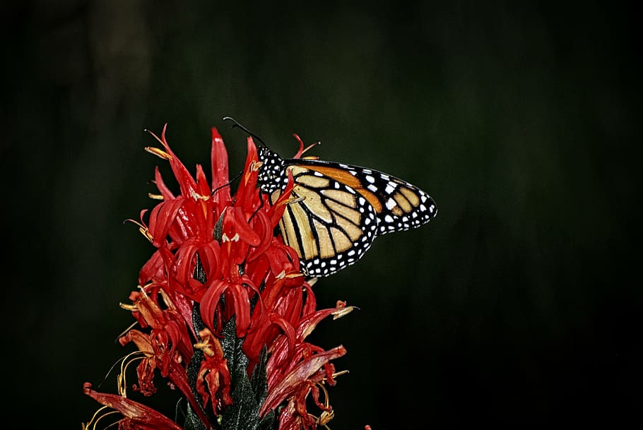 monarca, borboleta, asas, voar, inseto, laranja, pontos, percevejo, comum, serralha