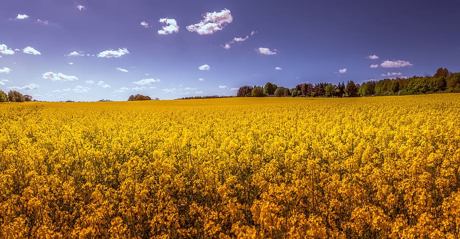 oilseed rape, field, landscape, yellow, spring, nature, agriculture, field of rapeseeds, plant, rural