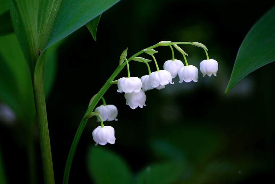 white flowers, nature, plants, leaf, flowers, outdoors, lily of the valley, spring, may, silver bell