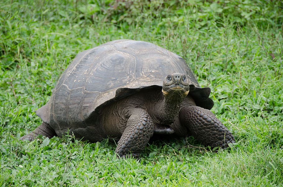 Galapagos Islands, Galapagos Tortoise, galapagos, tortoise, shell, reptile, wildlife, one animal, grass, animals in the wild
