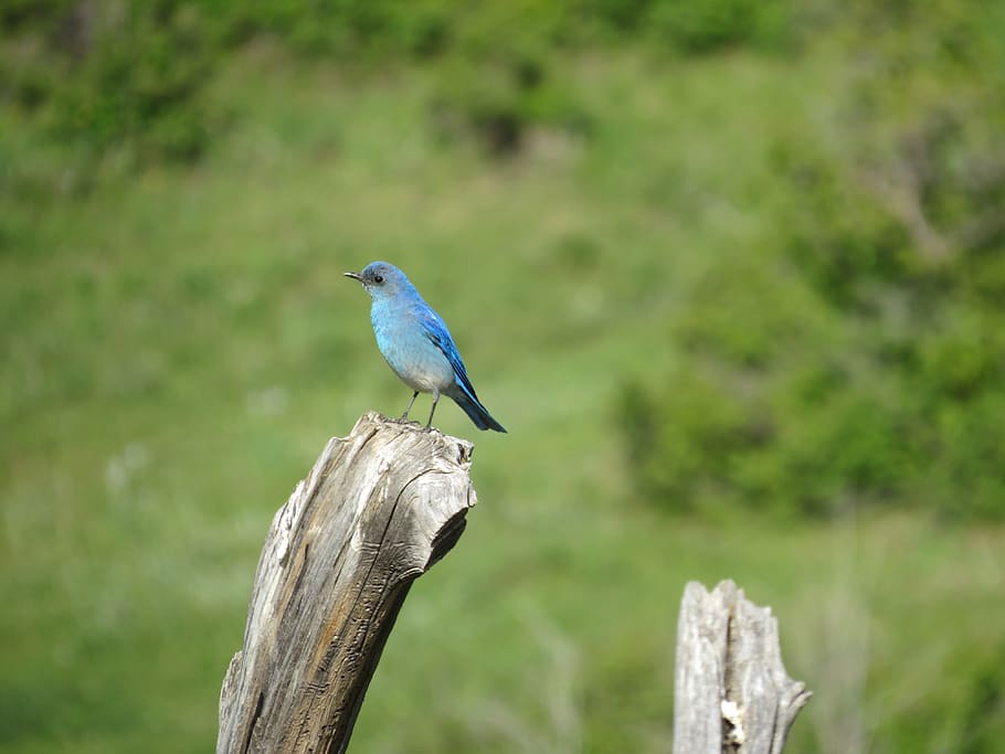 bluebird, nature, bird, blue, feathers, perch, vivid, western, wildlife, natural