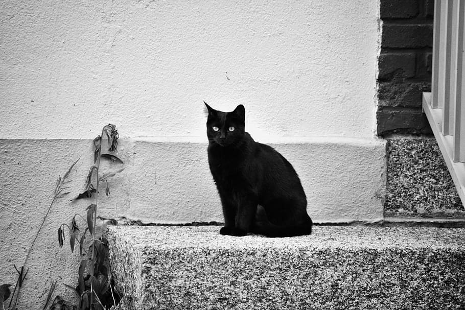 short-coated, black, cat, gray, concrete, stair, feline, animal, domestic animal, cat eyes