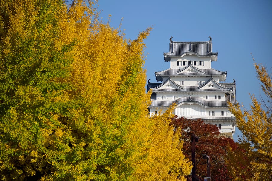 himeji, castle, japan, heritage, tourism, asia, autumn, tree, architecture, plant