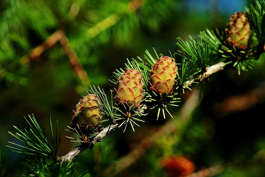 macro photography, brown, pine cone, cones, larch, tree, iglak, larch cones, sprig, nature