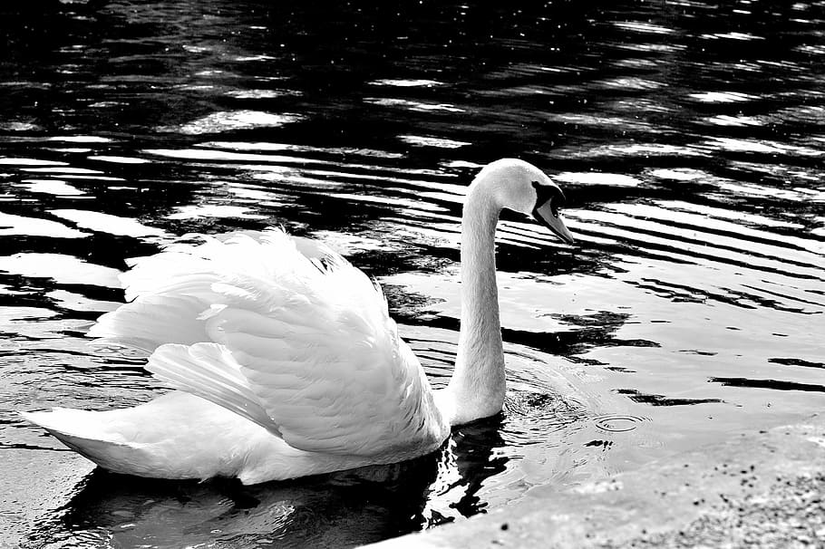 swan, grace, wild, white, bird, nature, graceful, lake, elegance, animal