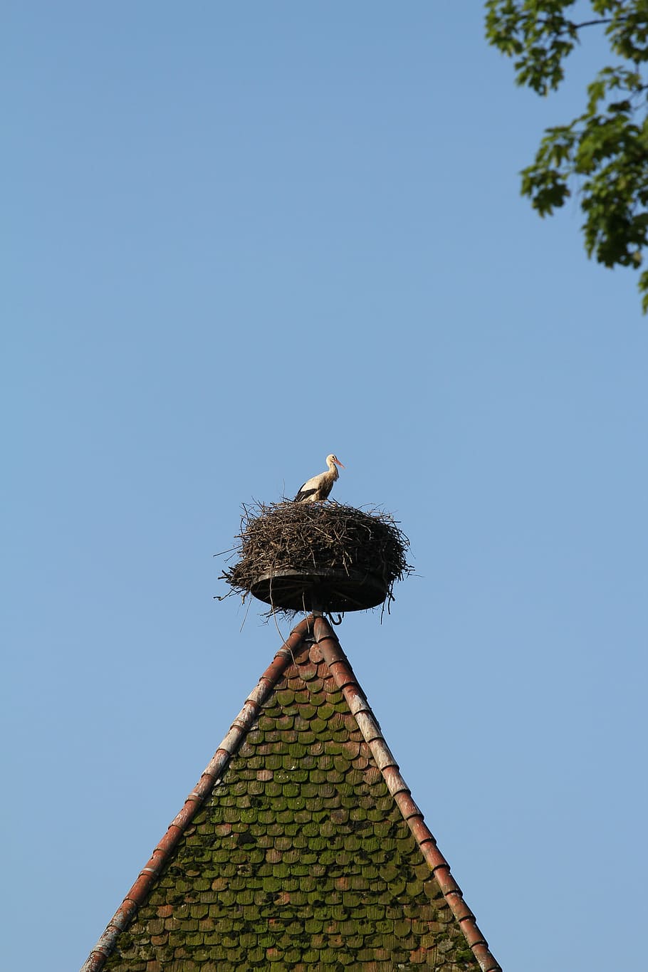 Stork, Nest, Storks, Breed, storchennest, rattle stork, bird, animal, birds, rattle