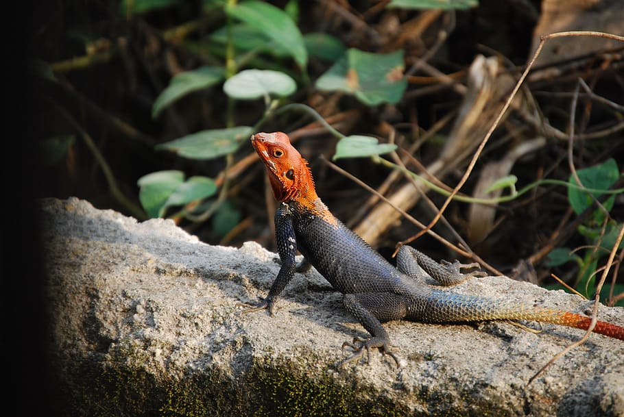 agama lizard, reptile, nature, color, animal, tropical, animal themes, animal wildlife, one animal, animals in the wild