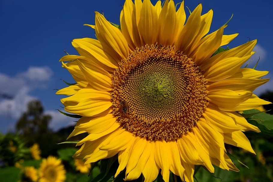sun flower, sky, blue, yellow, summer, field, flower, nature, close, sun
