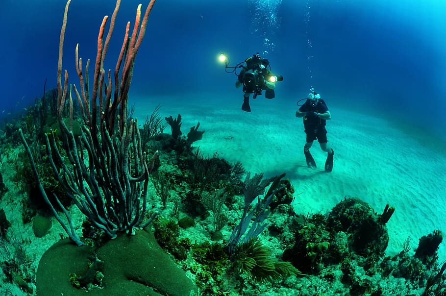 two, divers, taking, sea, ocean, water, underwater, lights, camera, plants