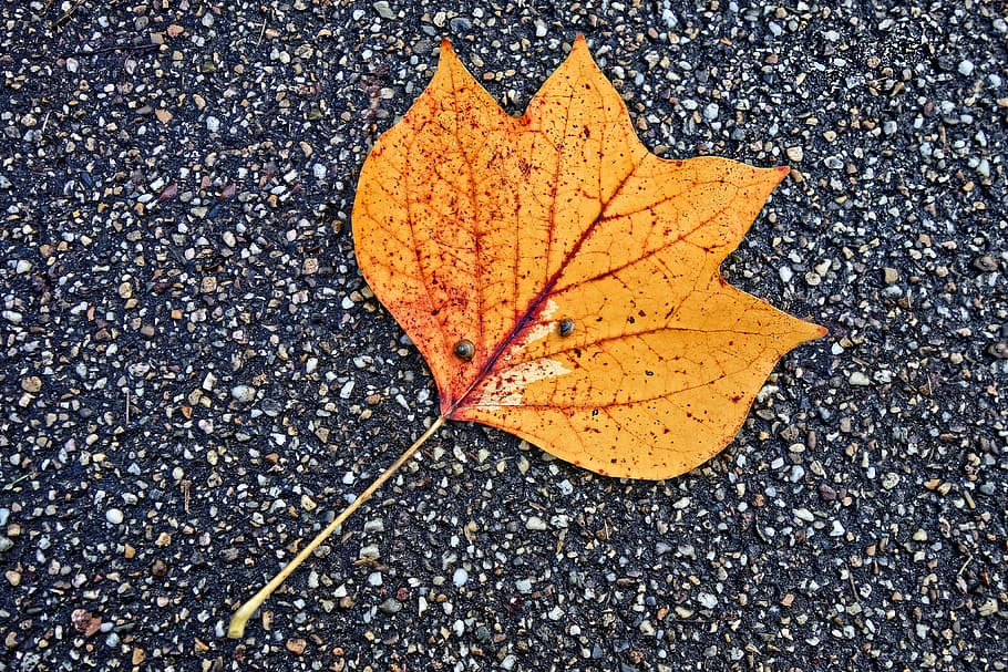 leaf, fallen leaf, road, autumn leaf, pattern, vein, snail, snail on leaf, bitumen, yellow
