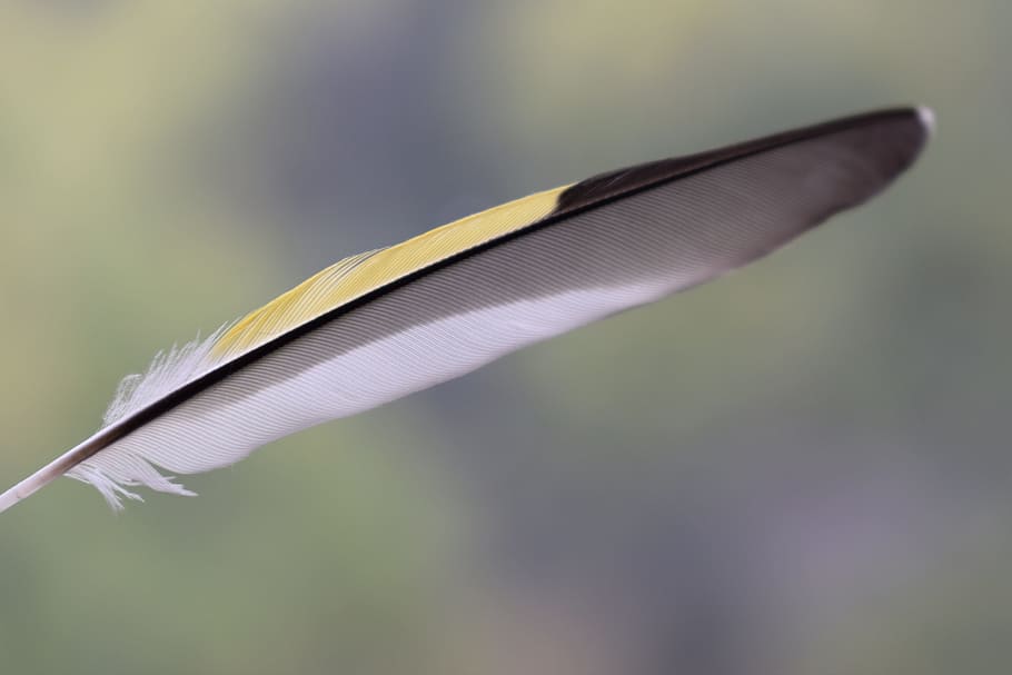 bird, nature, animal, ornithology, yellow, feather, colorful, wing, natural, close-up