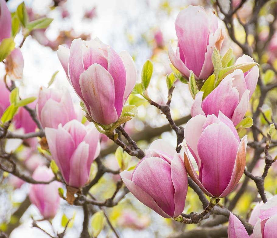 púrpura, platillo flores de magnolia, floración, magnolia, flor de magnolia,  tulipán magnolia, rosa, blanco, flores, árbol de magnolia | Pxfuel