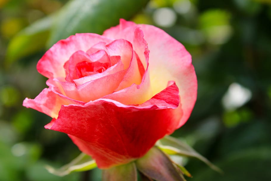mawar merah muda, bicolor rose, mawar, perasaan, gairah, Latar Belakang, makro, bunga, berwarna merah muda, berkembang