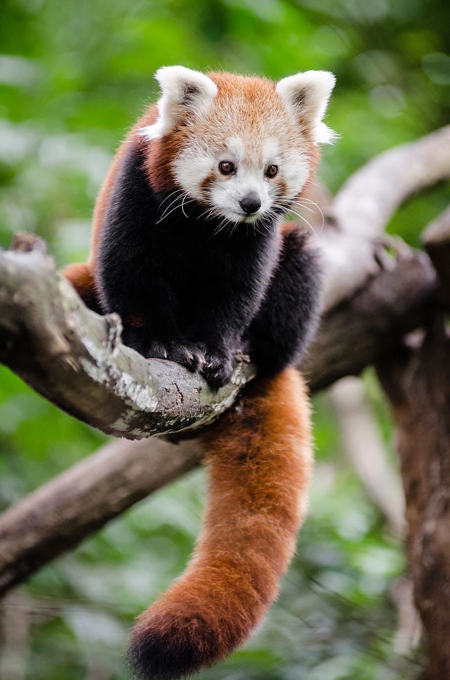 Panda vermelho, animal marrom e preto, temas animais, vida selvagem animal, animal, mamífero, ramo, árvore, animais em estado selvagem, foco em primeiro plano