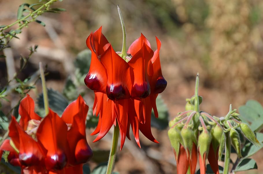 Ervilha no deserto de Sturt, Ervilha, Flor, ervilha do deserto, vermelho, australiano, floral, nativo, interior, flora