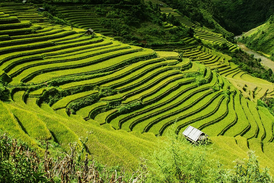 green, rice terraces, daytime, rice fields, mu cang chai, yen bai, vietnam, landscape, wilderness, scenery