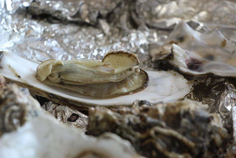 oyster, oyster roast, seafood, food, cooking, grilled, selective focus, close-up, food and drink, shell