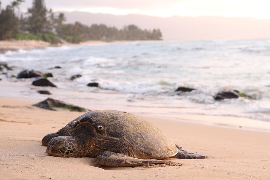 sea turtle, nesting, brown, sand, animal, beach, coast, nature, ocean, rocks