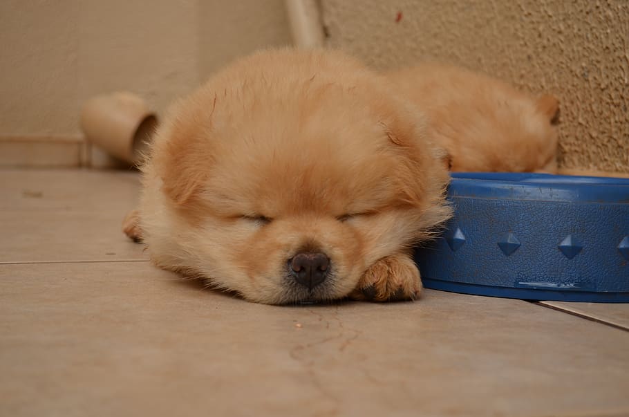 cream chow chow puppy, sleeping, blue, bowl, chowchow, puppy, dogs, pet, animal, canine