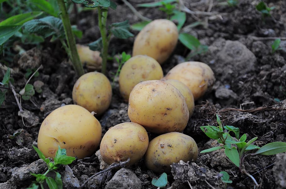 potato, potato pictures, potatoes, potatoes field, field, garden, food and drink, food, land, nature