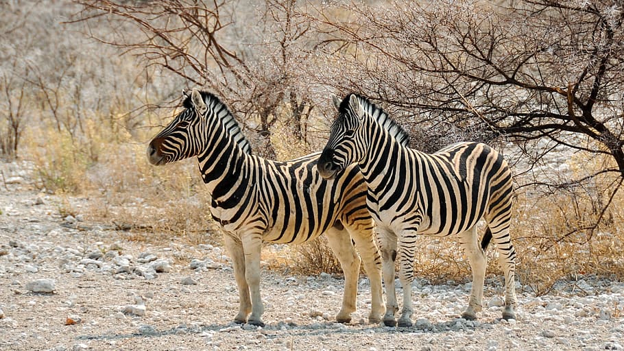 selectivo, fotografía de enfoque, dos, cebras, bosque, foto, cebra, África, Namibia, naturaleza