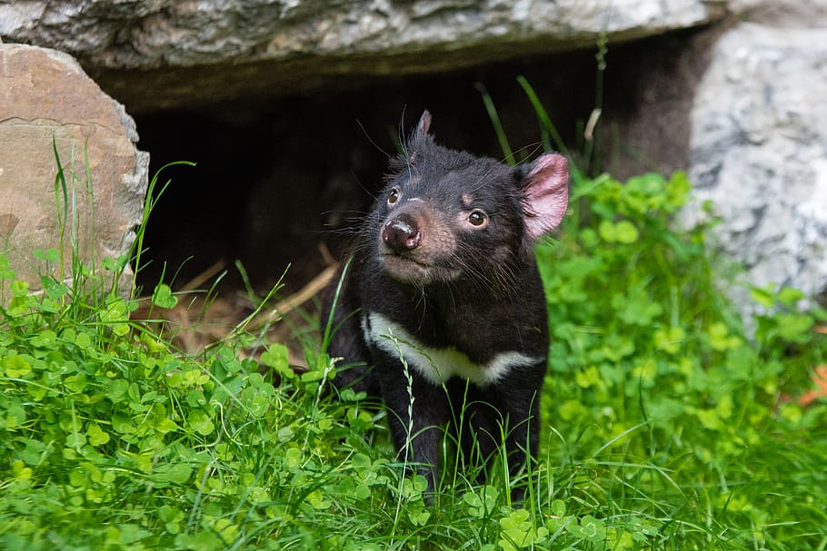 Diabo da Tasmânia, porco preto no chão, temas animais, um animal, mamífero, animais selvagens, vertebrado, planta, animais em estado selvagem, natureza