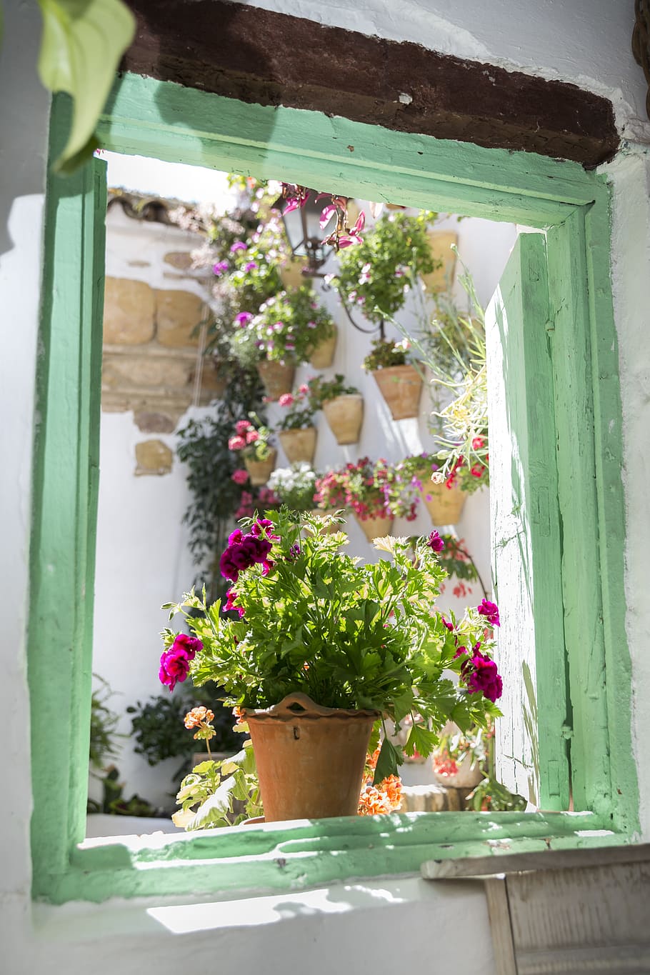Pot bunga, tanaman, daun, hijau, tanaman pot, bunga, teras de córdoba, cordoba, spanyol, jendela
