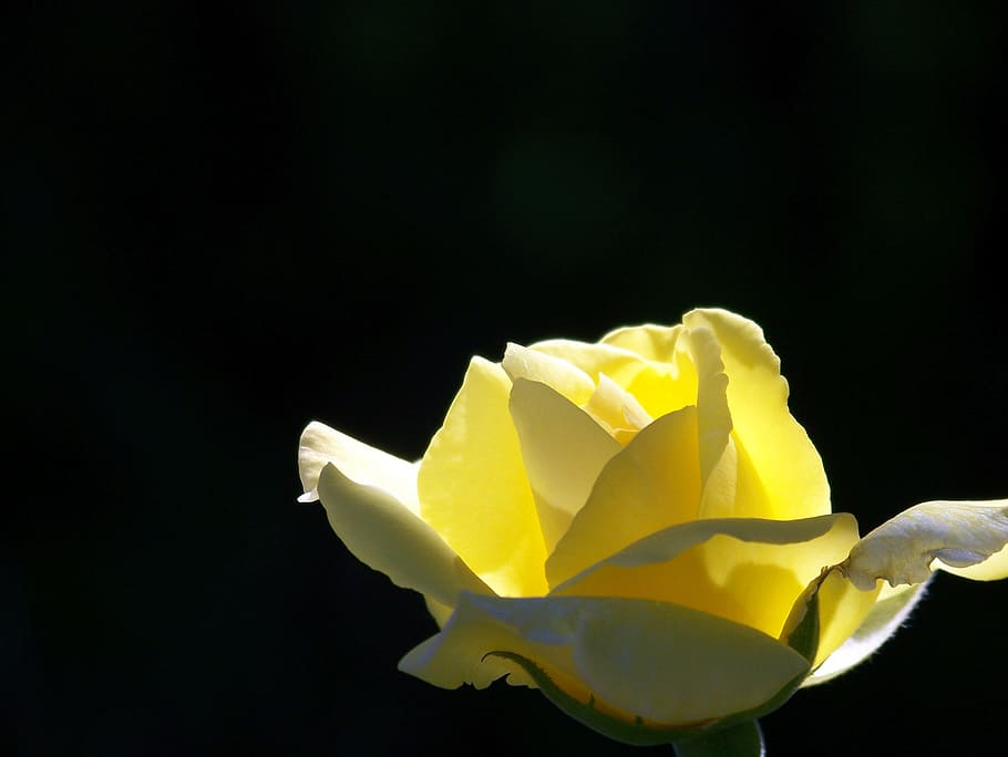 selective, focus photography, rose, Yellow, Bloom, Floral, Flower, nature, romantic, romance