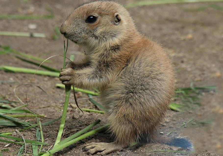 Prairie Dog, Cynomys, Animals, Gophers, rodent, sweet, nager, one animal, animal themes, animals in the wild