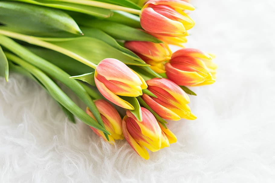 tulipas kees nelis, buquê, tulipas, branco, sintético, pele, aniversário, fofo, flores, eu te amo