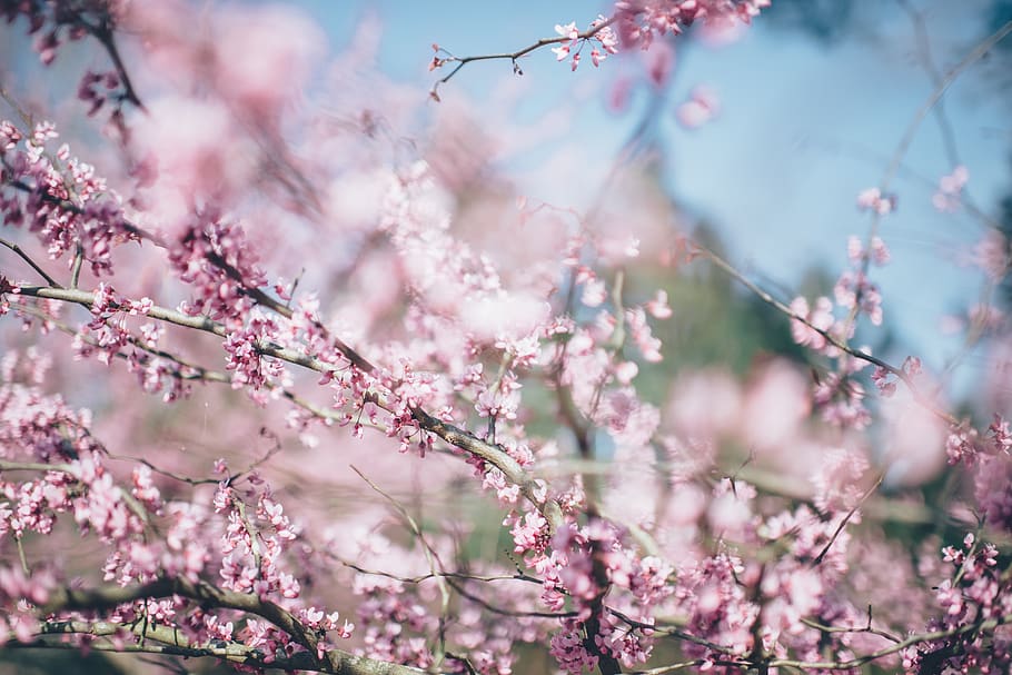 flowers, nature, pink, blossoms, spring, summer, branches, outdoors, trees, pink color