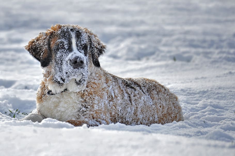 adult saint bernard, snow, dog, dog in the snow, st bernard dog in the snow, snow dog, winter, one animal, animal themes, mammal