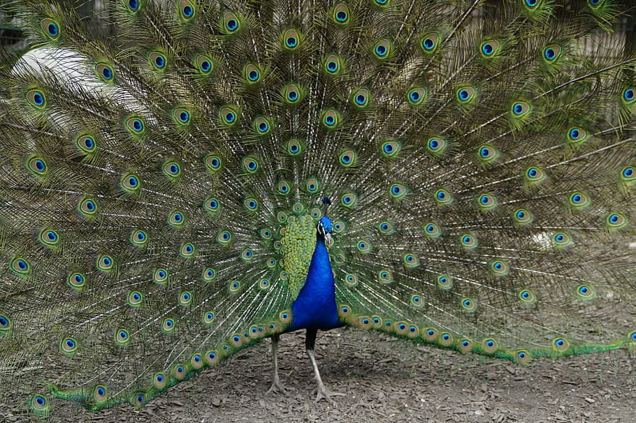 peacock, beat rad, peacock wheel, bird, feather, balz, plumage, spread, spring dress, males