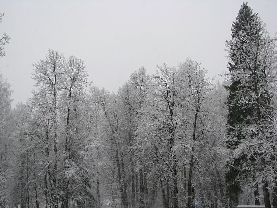 the first snow, the beginning of winter, forest, trees, nature, landscape, winter forest, coniferous tree, tree trunks, fringe