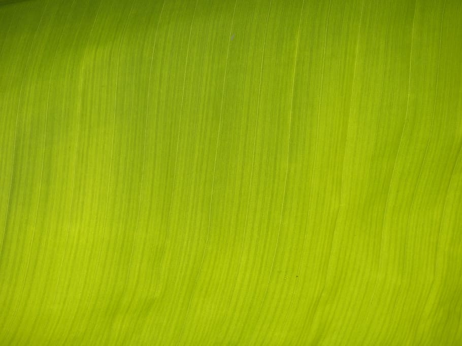 green textile, Banana Leaf, Shine, leaf, green, shine through, tropical, exotic, plant, nature