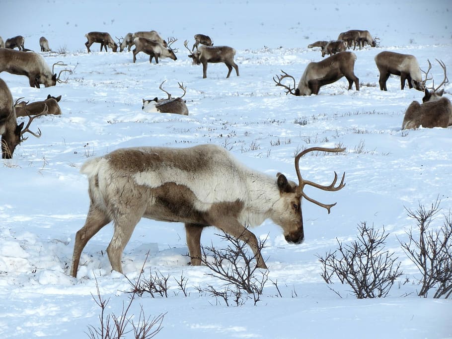 white, snow land, daytime, Reindeer, Herd, Pasture, the herd, the horn of africa, hoof, animal