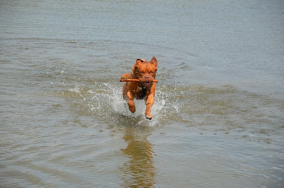 Harley, Action, Water, Stick, playing, pet, dog, bordeaux, series, outside