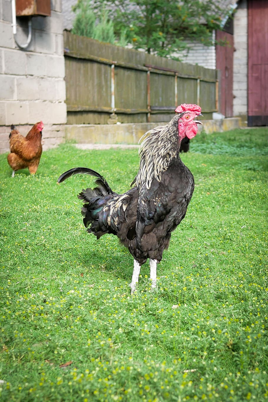 cock, the hen, grass, bird, village, animal themes, animal, livestock, chicken - bird, chicken