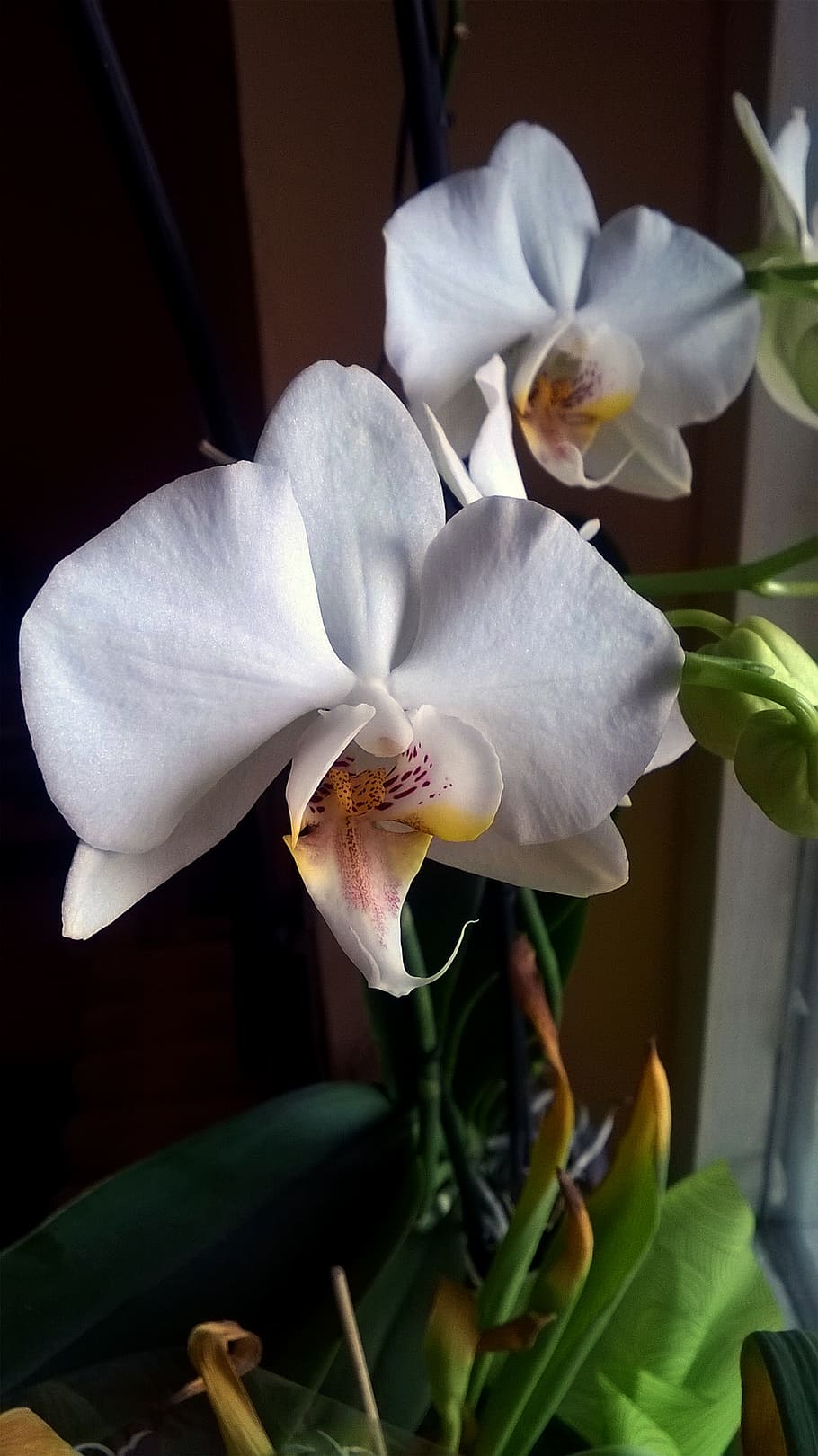 orquídea, flor, florecer, blanco, planta, flora, pétalo, rosado, botánica, naturaleza