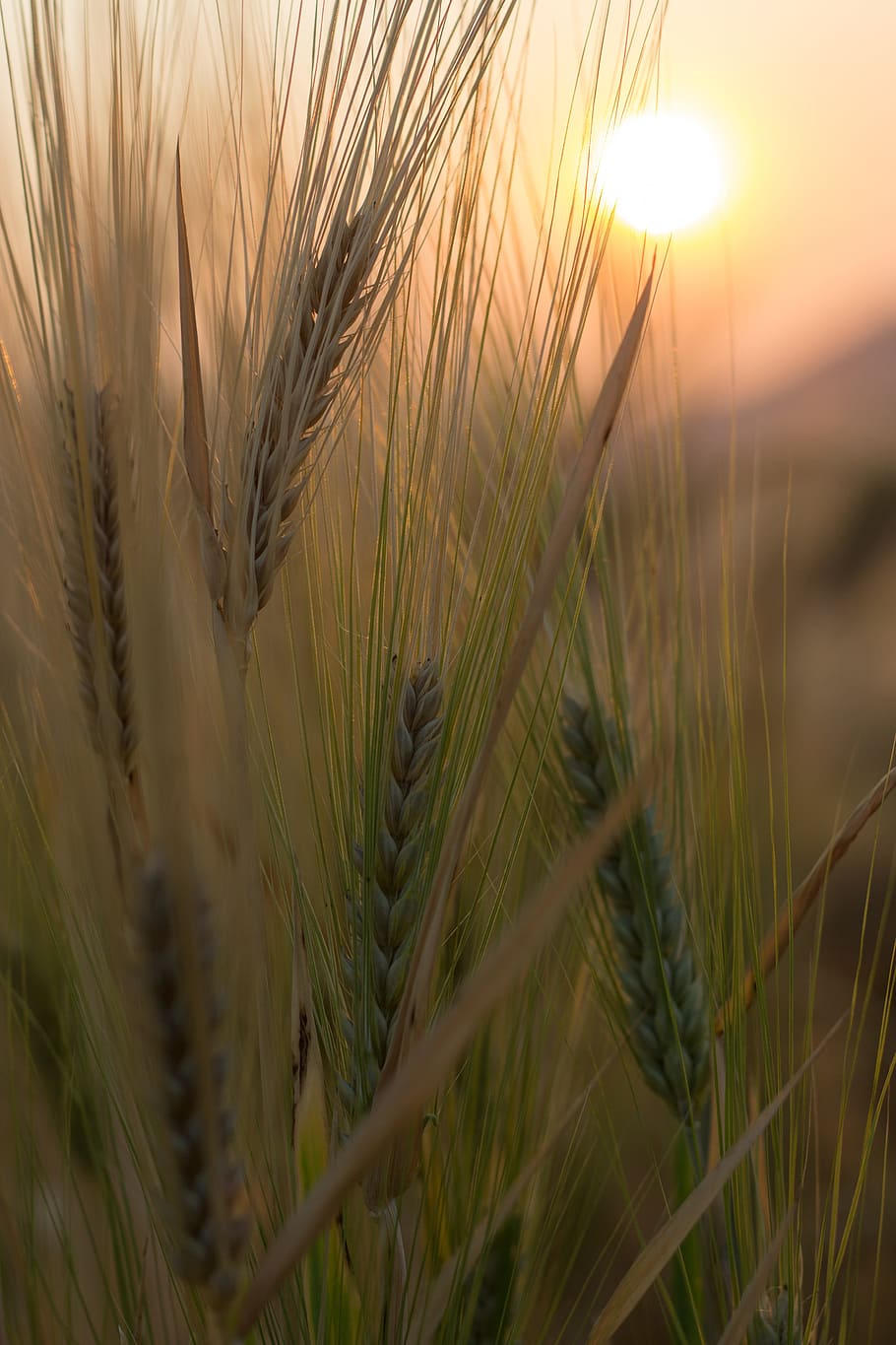 selective, focus photography, green, Wheat, Field, Field, Crop, Cereal, Plant, wheat, field, crop