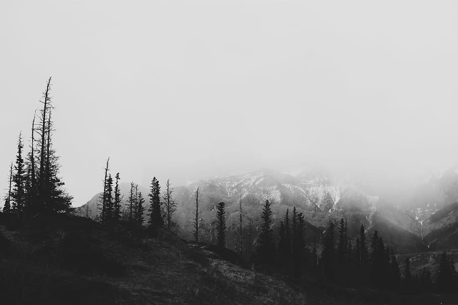 silhouette photo, pine trees, nature, landscape, mountain, trees, travel, adventure, fog, black and white