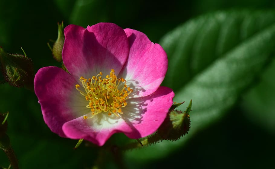 wild rose, bush rose, blossom, bloom, nature, rose family, flower, rose, close, pink