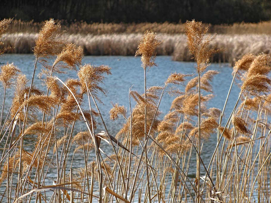 Reed, Pond, Spring, Plants, Vegetation, pond, spring, stalks, nature, lake, outdoors