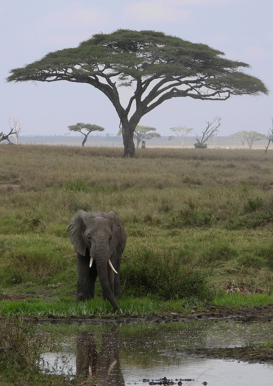 elephant, tanzania, africa, safari, serengeti, animal themes, plant, mammal, animal, grass