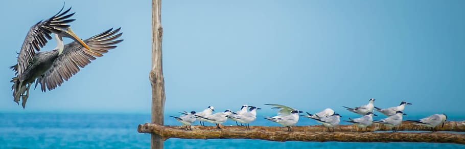 pelícano, volando, pájaros, descansando, cerca, holbox, pájaro, temas de animales, aves, animales salvajes