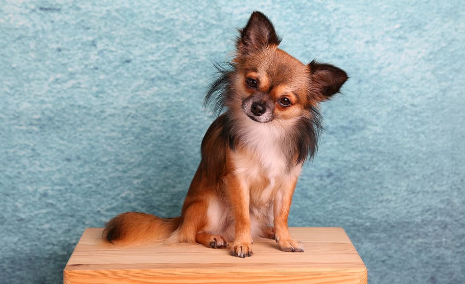 adult long-haired sable chihuahua, chihuahua, dog, small, pets, cute, animal, one animal, domestic, animal themes